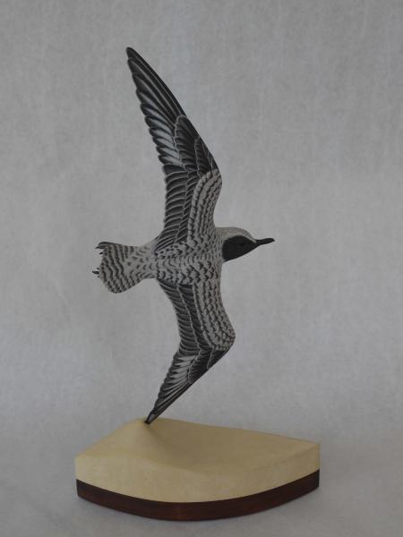 Black Bellied Plover in Flight , carved tupelo with oils,    SOLD 