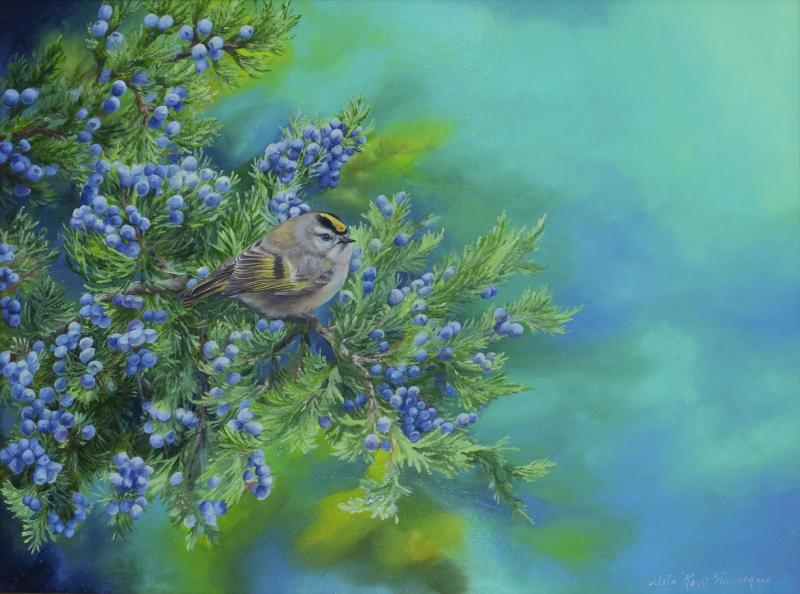 Kinglet and Cedar, oil on panel, 12 x 16 inches    SOLD 