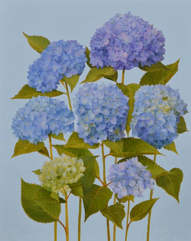 Blue Hydrangeas
