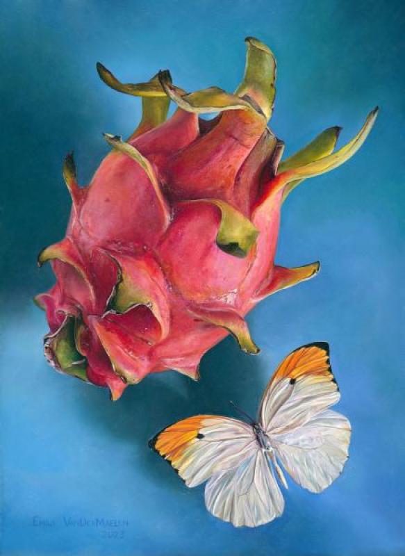 Vandermaelen balmy blueslr  large-1